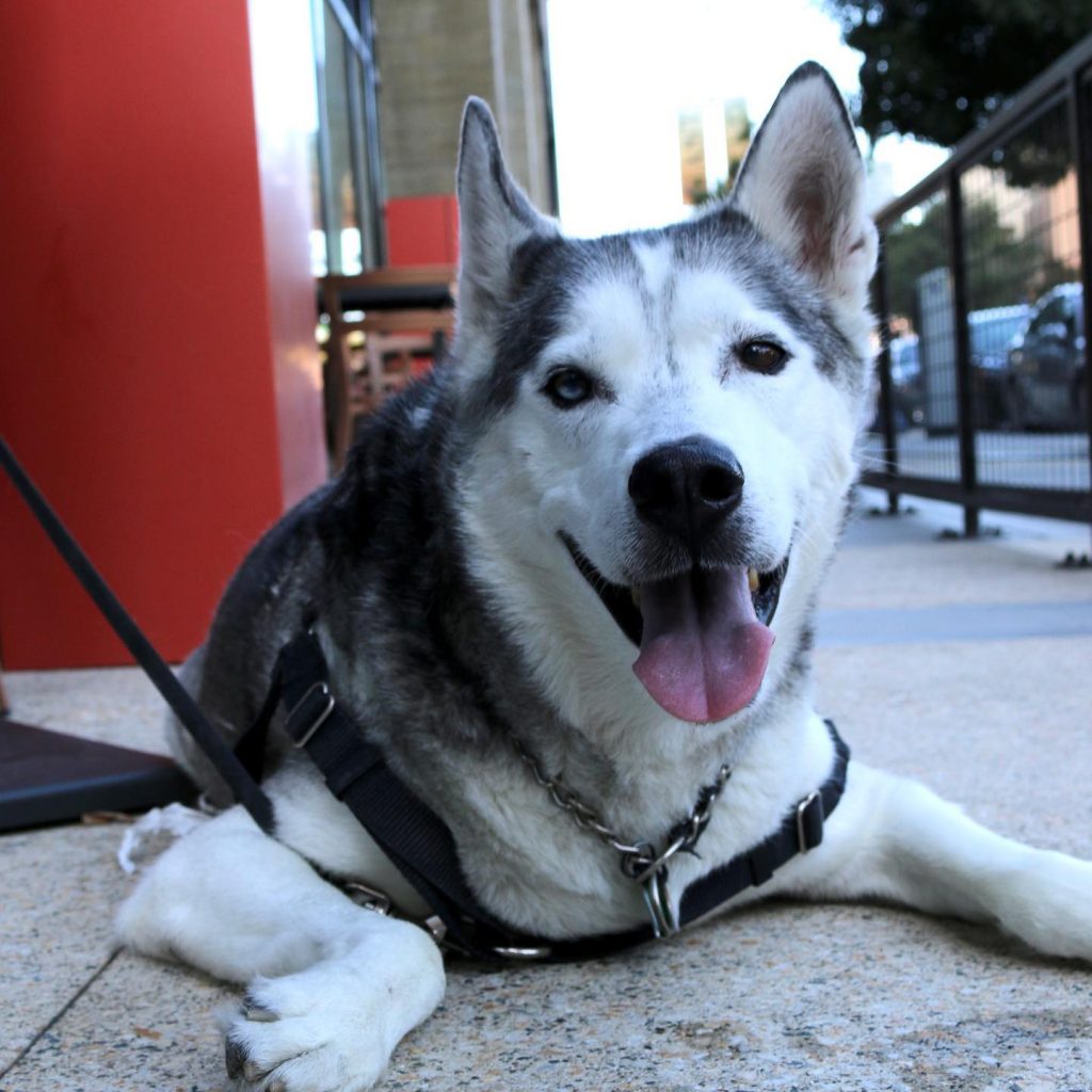 Husky on Ale Tales Taproom Dog Friendly Patio